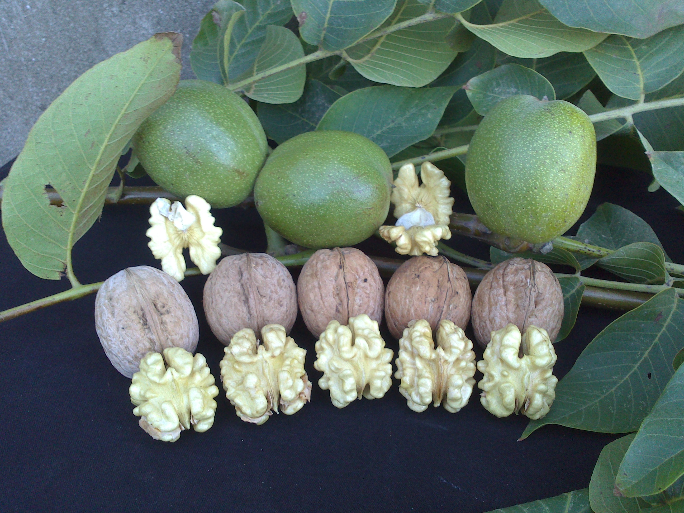 HOWART CEVİZ FİDANI